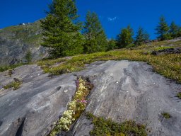 Grossglocknergebiet - Blumen